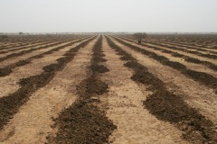 Burkina Faso - before soil tillage